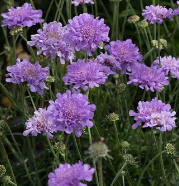 Scabious / Scabiosa Flutter™ Deep Blue Pack x6 LARGE Plug Plants