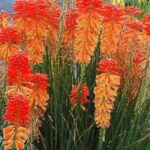 Kniphofia Poco Sunset (LARGE) Perennial Plug Plants Pack x6