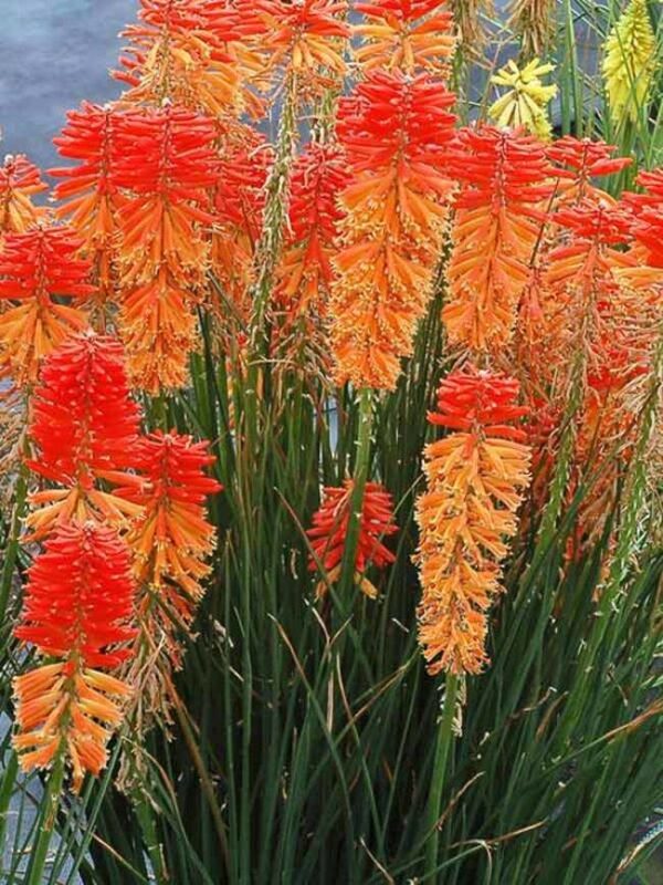 Kniphofia Poco Sunset (LARGE) Perennial Plug Plants Pack x6