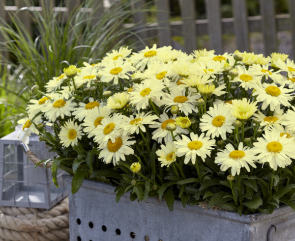 Shasta Daisy Ooh La™ Lacrème (LARGE) Perennial Plug Plants Pack x6