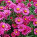 Aster novi-angliae 'Alma Potschke' Perennial (LARGE) Plug Plants Pack X6