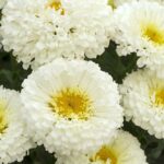 Shasta Leucanthemum x Superbum 'Real Snowball' Perennial LARGE Plug Plants x6