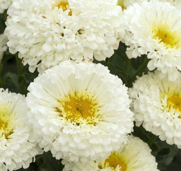 Shasta Leucanthemum x Superbum 'Real Snowball' Perennial LARGE Plug Plants x6