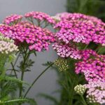 Achillea Millefolium 'Pretty Belinda' Perennial LARGE Size Plug Plants Pack x6
