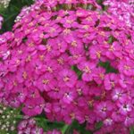 Achillea Millefolium 'Pretty Belinda' Perennial LARGE Size Plug Plants Pack x6