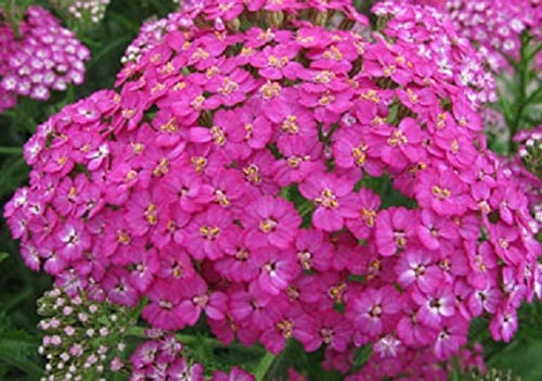 Achillea Millefolium 'Pretty Belinda' Perennial LARGE Size Plug Plants ...