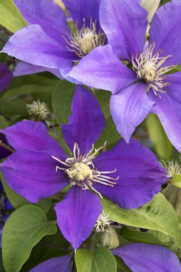 Clematis Boulevard Olympia Perennial Climber 100mm Pot Plant x1