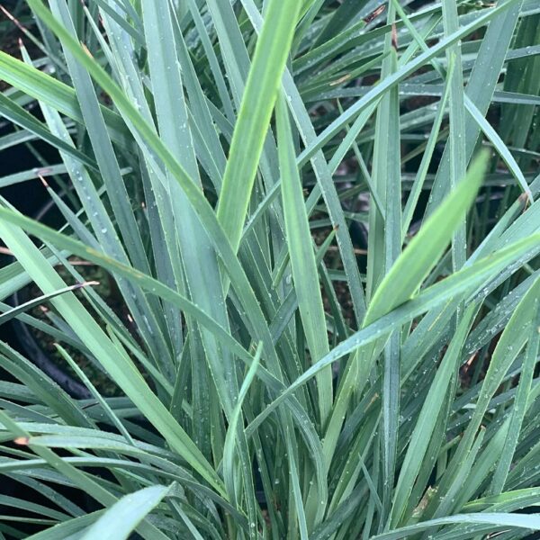 Dianella Coolvista - Ornamental Grass Perennial LARGE Size Plug Plants Pack x6
