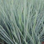 Dianella Coolvista - Ornamental Grass Perennial LARGE Size Plug Plants Pack x6