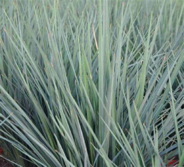 Dianella Coolvista - Ornamental Grass Perennial LARGE Size Plug Plants Pack x6
