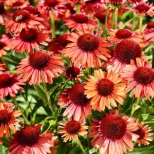 Echinacea Purpurea 'Meditation Orange' Perennial Plug Plants Pack x6