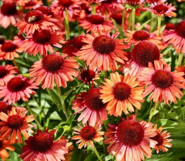 Echinacea Purpurea 'Meditation Orange' Perennial Plug Plants Pack x6