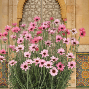 Rhodanthemum Zagora® Pink ( Moroccan Daisy) Pack x6 Plug Plants