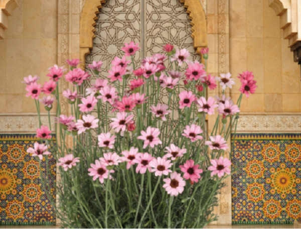 Rhodanthemum Zagora® Pink ( Moroccan Daisy) Pack x6 Plug Plants