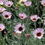 Rhodanthemum Zagora® Pink ( Moroccan Daisy) Pack x6 Plug Plants