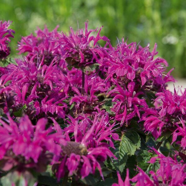 Monarda Melua Burgundy Bergamont Aromatic (LARGE) Plug Plants Pack x6