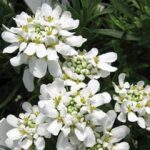 Iberis Sempervirens 'Whiteout' Candytuft Perennial LARGE Plug Plants Pack x6