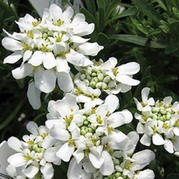 Iberis Sempervirens 'Whiteout' Candytuft Perennial LARGE Plug Plants Pack x6