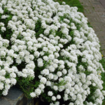 Iberis Sempervirens 'Whiteout' Candytuft Perennial LARGE Plug Plants Pack x6