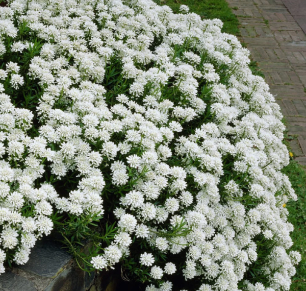 Iberis Sempervirens 'Whiteout' Candytuft Perennial LARGE Plug Plants Pack x6