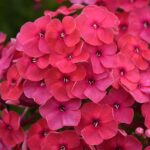 Phlox Paniculata Ka-Pow® Pink Pack x6 Plug Plants