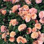 Rosa Peach Drift® (Groundcover Rose) Pack x6 LARGE Plug Plants