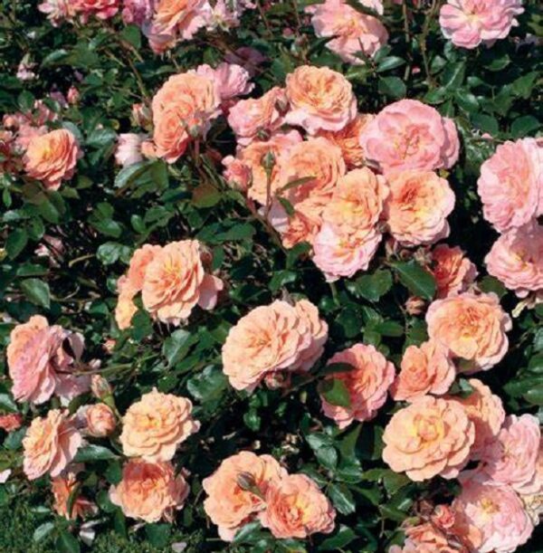 Rosa Peach Drift® (Groundcover Rose) Pack x6 LARGE Plug Plants