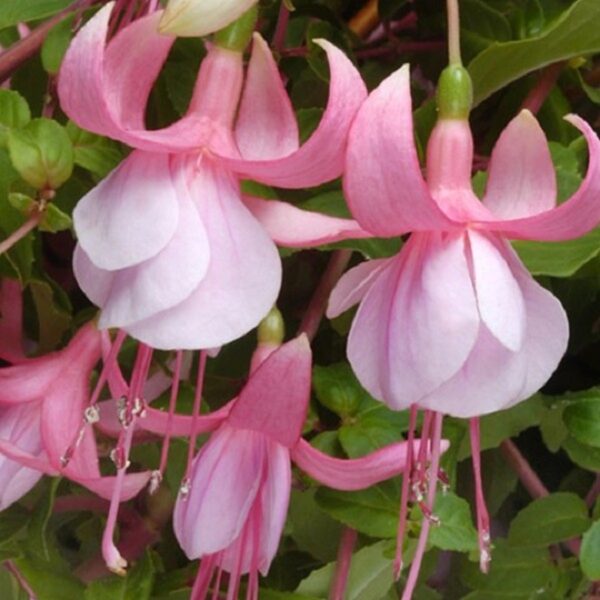 Fuchsia Trailing 'Time After Time' Summer Garden Plug Plants Pack x6