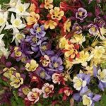 Aquilegia Earlybird™ Mixed F1 LARGE Perennial Garden Plug Plants Pack x6