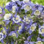 Aquilegia Earlybird™ Mixed F1 LARGE Perennial Garden Plug Plants Pack x6