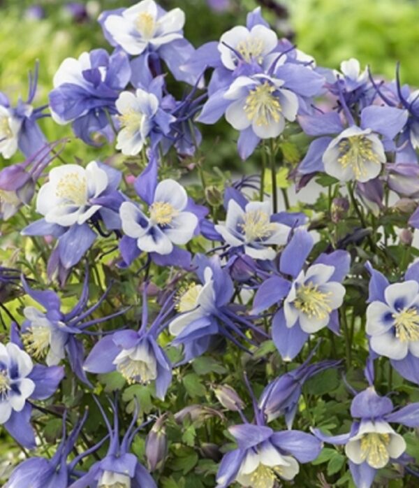Aquilegia Earlybird™ Mixed F1 LARGE Perennial Garden Plug Plants Pack x6