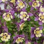 Aquilegia Earlybird™ Mixed F1 LARGE Perennial Garden Plug Plants Pack x6
