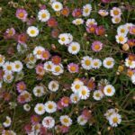 Erigeron 'Karvin Stallone' Ground Cover Perennial LARGE Plug Plants Pack x6