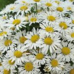 Leucanthemum × Superbum 'Ooh La LaCrosse Shasta Daisy Pack x6 LARGE Plug Plants