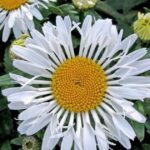 Leucanthemum × Superbum 'Ooh La LaCrosse Shasta Daisy Pack x6 LARGE Plug Plants