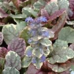 Ajuga Reptans 'Burgundy Glow' Perennial LARGE Plug Plants Pack x6