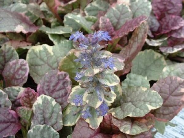 Ajuga Reptans 'Burgundy Glow' Perennial LARGE Plug Plants Pack x6