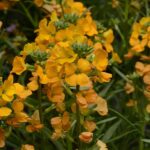 Erysimum Cheers™ Florange Perennial Wallflower Plug Plants Pack x6