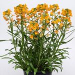 Erysimum Cheers™ Florange Perennial Wallflower Plug Plants Pack x6