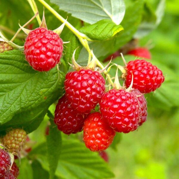 Rubus Idaeus DWARF Raspberry 'Sweet Sunshine' 9cm Pot Plant x1