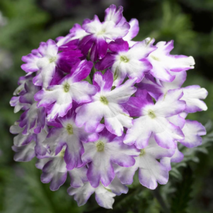 Trailing Verbena Vectura® 'Rose Wing' Garden Basket Plug Plants Pack x6