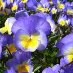 Viola Zoe Perennial LARGE Alpine Plug Plants Pack x6