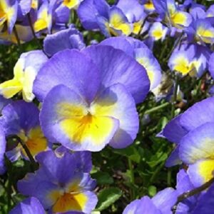 Viola Zoe Perennial LARGE Alpine Plug Plants Pack x6