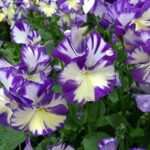 Viola Rebecca Perennial LARGE Alpine Plug Plants Pack x6