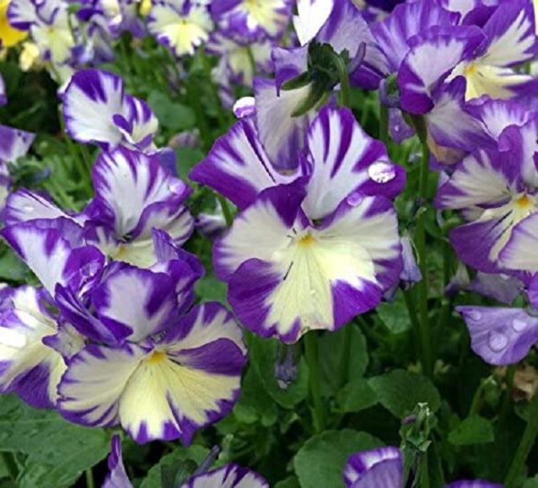 Viola Rebecca Perennial LARGE Alpine Plug Plants Pack x6