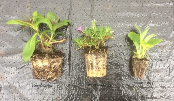 Viola Rebecca Perennial LARGE Alpine Plug Plants Pack x6