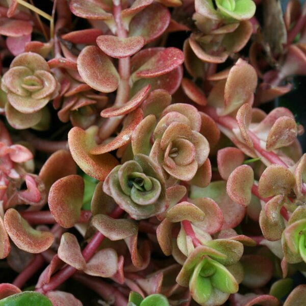 Sedum Tetractinum 'Coral Reef' Perennial LARGE Plug Plants Pack x6