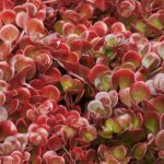 Sedum Tetractinum 'Coral Reef' Perennial LARGE Plug Plants Pack x6