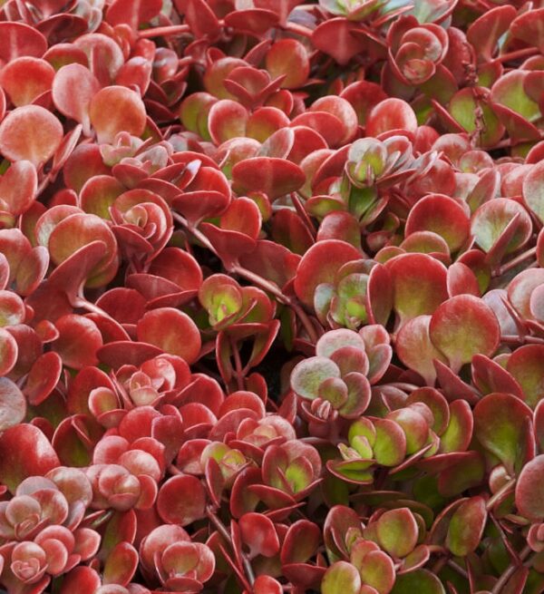 Sedum Tetractinum 'Coral Reef' Perennial LARGE Plug Plants Pack x6