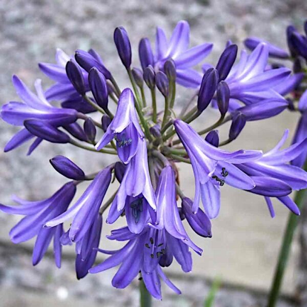 Agapanthus His Majesty Perennial XXL Supersize Plug Plants Pack x3